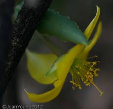 Image result for Talinum crispatulum