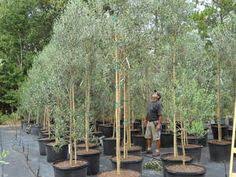 Olive Tree Growers Chemlali Koroneiki Olive Tree Plants Growers