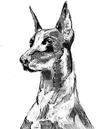 1 upper sandusky white doberman pups. Amazon Com Abstract Doberman Art Black White Doberman Pinscher Dog Breed Watercolor Doberman Mum Gift Dobie Owner Doberman Art Print Handmade