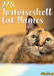 Unusual & unique calico cat names. Tortoiseshell Cat Names 278 Best Names For Your Kitty