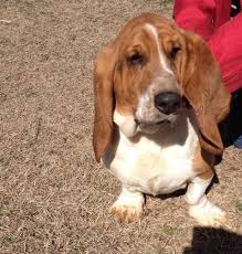 Check out the male/female puppies for sale pages for pictures and information on what is for sale right now. Basset Hound Pups For Sale In Benson North Carolina Best Pets Online