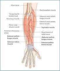 12 (4 superficial + 3 mobile wad + 5 deep). Posterior Forearm Basicmedical Key