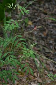 Image result for Indigofera setiflora