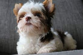 By united online pure breeders. Learn More About Our Available Certified Yorkie Puppies In San Francisco Teacup Yorkie Puppies Teacup Chocol Yorkie Puppy For Sale Yorkie Puppy Biewer Yorkie