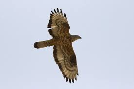 bird sightings from kuwait and arabia tiere