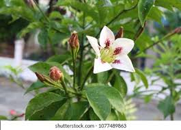 Image result for Rothmannia longiflora