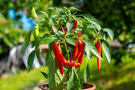Chili – anbauen und überwintern | kraut&rüben
