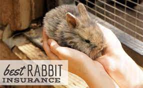 Maybe you would like to learn more about one of these? Best Rabbit Insurance Hop Your Bunny Into Coverage Today Caninejournal Com
