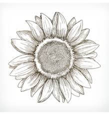 Does not come with frame. Sunflower Sketch Vector Images Over 2 200