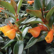 Goldfish Plant Black Gold Nematanthus Hybrid Goldfish Plant Plants Plant Care Houseplant