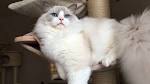 Blue Ragdoll Cats | Blue Point Ragdolls, Blue Mitted ...