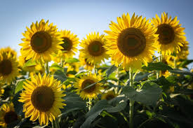 Meskipun beberapa bunga berbau tidak sedap, mereka tetap menjadi lambang kecantikan. Simbol Keceriaan 6 Fakta Unik Bunga Matahari Yang Jarang Diketahui