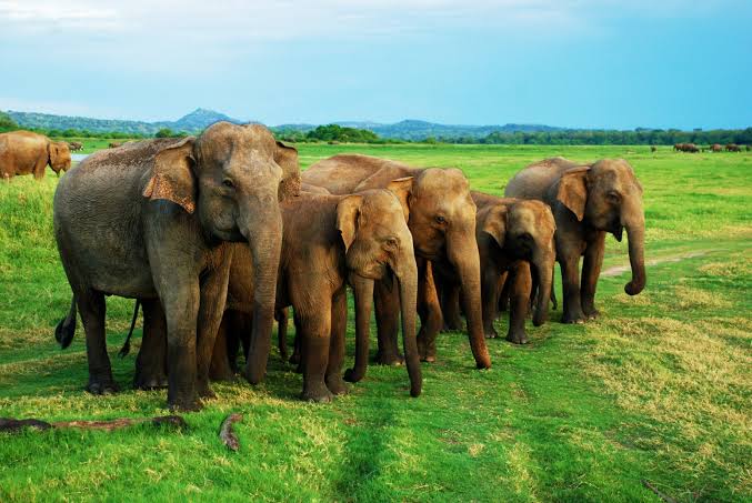 Minneriya National Park elephant gathering Minneriya Tank Sri Lanka wildlife