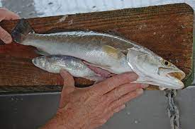 The Winter Diet Of Speckled Trout Texas Fish Game Magazine