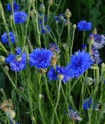 Some blue flowers that you may recognize are morning glories, hydrangeas and cornflowers. Blue Cornflower Bachelor S Button Wholesale Flowers Diy Wedding Flowers