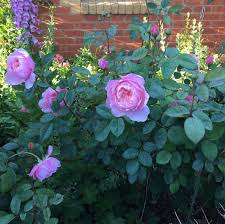 The Alnwick Rose Named After The Castle Used In The Harry Potter Films A Delicious Smell Filling The Air In My Garden Today Spring Garden Plants Flowers