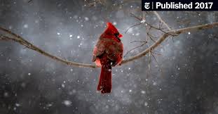 We did not find results for: Amid Winter Gloom Cardinals Sing Of Spring The New York Times