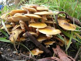 Tree stumps can bear fruitbodies of hypholoma fasciculare for several years in succession. The Mushroom Table Wild Mushroom Alphabetical List