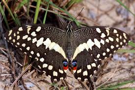 Image result for Deverra burchellii