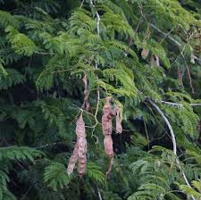 Image result for Acacia schweinfurthii