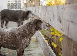 Wenn menschen emotional vernachlässigt werden entziehung von reizen und zuwendung fehlen von akustischer und optischer stimulation personalmangel in. Das Deprivationssyndrom Beim Hund Anne Bucher