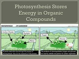 Electrical energy is stored during times when electricity is plentiful and inexpensive (especially from intermittent power plants such as renewable electricity from wind power, tidal power and solar power) or when demand is low, and later returned to the grid when demand is high, and electricity prices tend to be higher. Photosynthesis Stores Energy In Organic Compounds