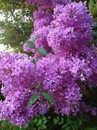 Beautiful Lilac S Flowers Perennials Hardy Perennials Beautiful Flowers