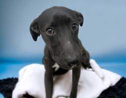 ADOPTED! SPIDER DOG - ID#A832933 My name is SPIDER DOG. I am a male, black  and white Pit Bull Terrier mix. I weigh approximately 33.20 lbs. The  shelter staff think I am
