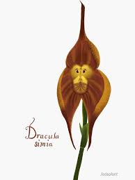 Monkey Face Orchid" Sticker for Sale by ...