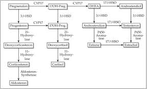 Adrenal Glands Corticosteroids Www Urology Textbook Com