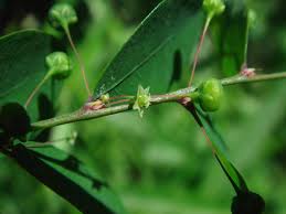 Image result for Phyllanthus tenellus