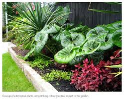 Kirsten Sach Landscapes Tropical Garden Design Small Tropical Gardens Tropical Landscaping