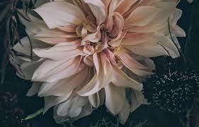 A service to celebrate bryan's life is to be held at tauranga park, 383 pyes pa rd, tauranga on tuesday 22 june 2021 at 1.30pm. Stockists Boutique Fragrance Scented Candles George Edi Wanaka