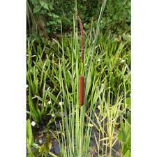 It is also unsuitable for the fish living in it. Pond Plant Typha Angustifolia Small Reed Mace