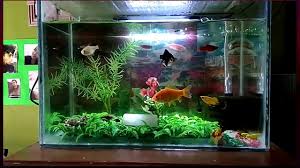 Seperti namanya, ikan mas ini memiliki warna oranye keemasan. Aquarium Mini Jg Cocok Buat Hiasan Dirumah Atau Peliharaan Ikan Hias Dengan Bazet Murah Youtube