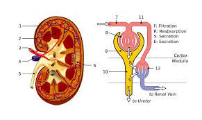 Tubular Secretion Definition Explanation And Quiz Biology Dictionary