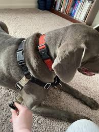 The petsafe easy walk harness gives you the freedom of an easy walk. Petsafe Gentle Leader Easy Walk Harnesses For Dogs Gentle Leader Harness Collar Petco Com