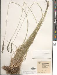 Image result for Eragrostis chapelieri