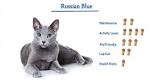 How to Tell the Difference in a Russian Blue Cat From a ...