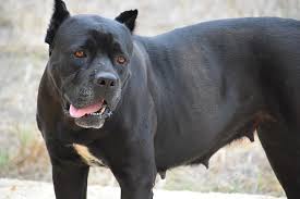 9,5 monate alter 75 prozent cane corso und 25 prozent deutsche dogge aus famieleären gründen. Hund Kampfhund Cane Corso Canecorso Nahansicht Schwarz Ruhig Aussicht Rennen Haustier Saugetier Pikist