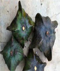 Image result for Ochthocharis dicellandroides