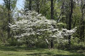 Maybe you would like to learn more about one of these? Flowering Dogwood Tree Facts Gardenerdy