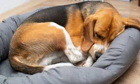 5 best dog colognes for smelly dogs. The Best Dog Deodorant Spray July 2021