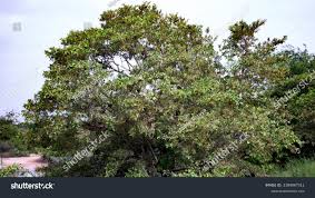 Image result for Combretum engleri
