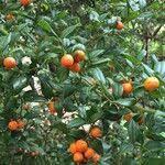 Image result for Cassinopsis ilicifolia