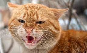 Faire ouvrir la gueule au chat. Mon Chat S Est Battu Avec Un Autre Chat Comment Soigner Morsures Et Griffures