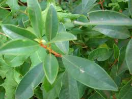 Image result for Eugenia sp. A