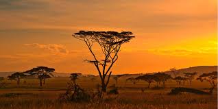 Afrique Du Sud Voyagez En Toute Confiance Avec Idiliz Les Beaux Voyages Les Bons Prix Facet Voyage Afrique Du Sud Paysage Africain Paysage Afrique Du Sud