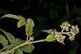 Image result for Rubus apetalus