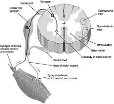 2 Progression Of Spinal Cord Injury Spinal Cord Injury